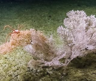 Corals are often referred to as apartment complexes because they provide valuable shelter to a number of different species, including this squat lobster found perched on top of a section of large branching Primnoidae.