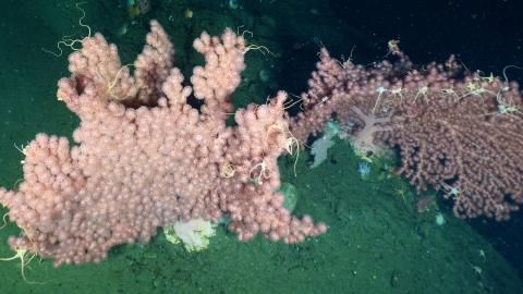 paragorgia bubblegum coral