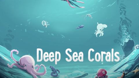 Beyond the Wow - 5 Fun Facts about Deep Sea Corals 
