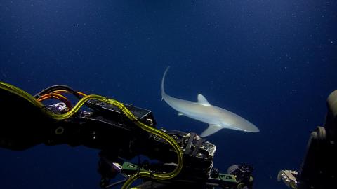 shark explores ROV Hercules