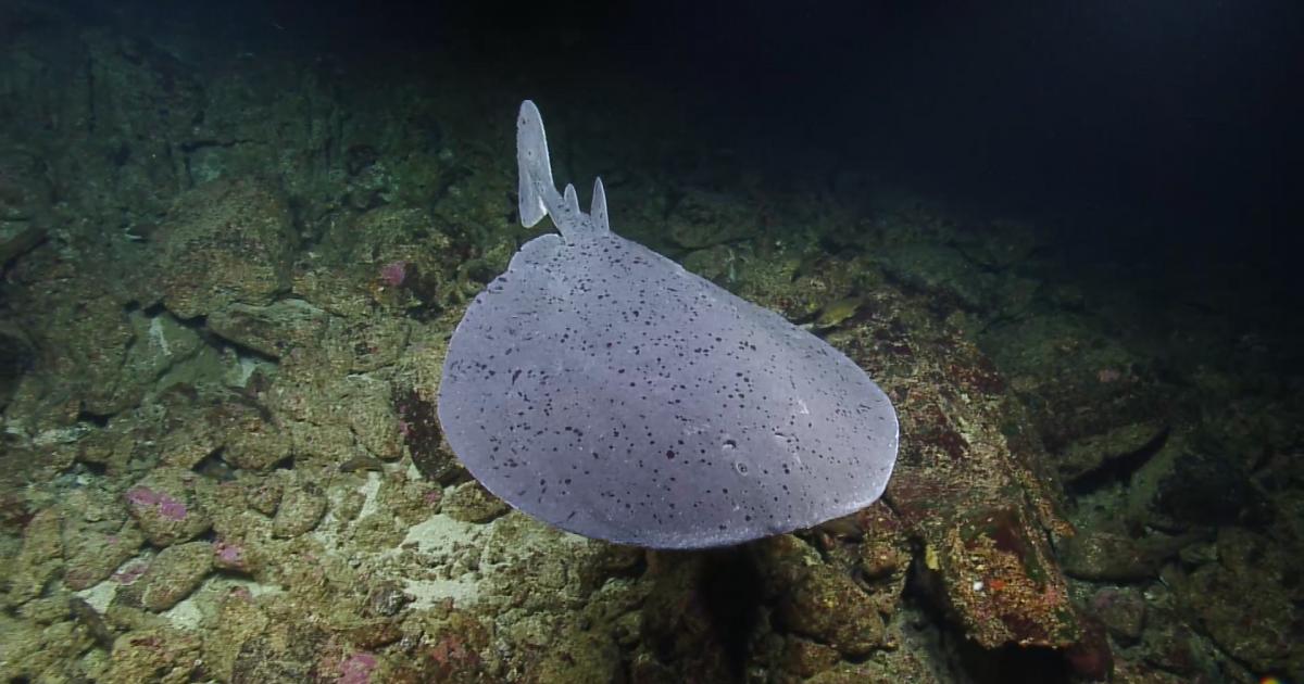 Pacific Electric Ray Dazzles From a Distance | Nautilus Live