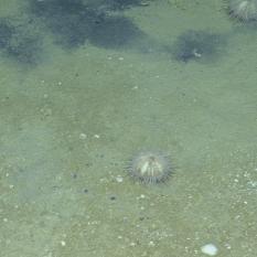 Sea urchins and bacteria