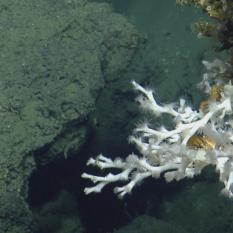 View of a white-colored coral