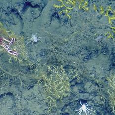 Deep Sea Coral Community