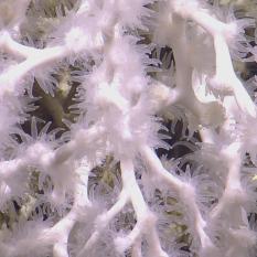 Coral polyps close up