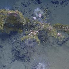 Coral and anemones on the sea floor