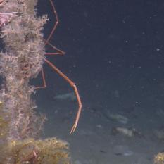 Crustaceans hanging on to a coral