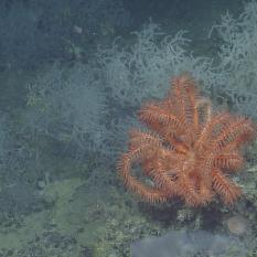 Basket star near to the corals