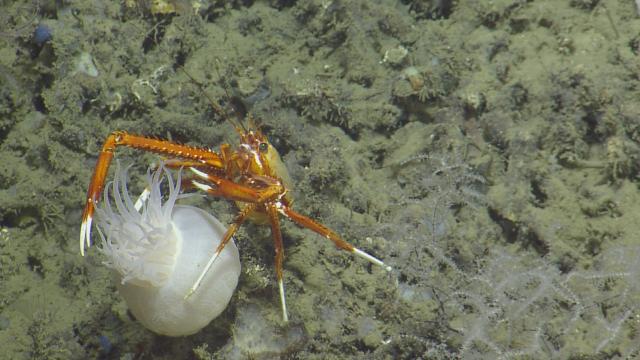 Sea anemone and crustacean