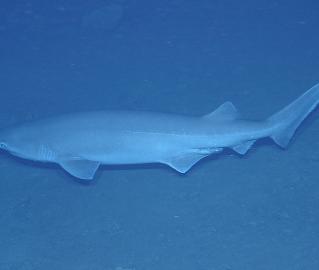 Sixgill Shark