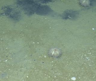 Sea urchins and bacteria