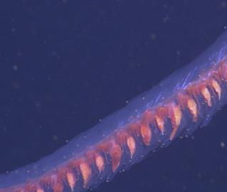 Siphonophore close-up