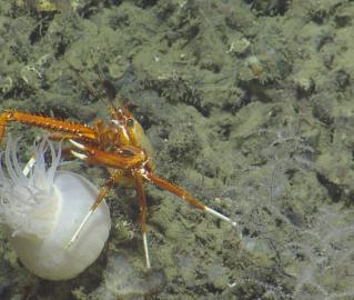 Sea anemone and crustacean