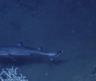 Shark Swims Among Deep Sea Coral