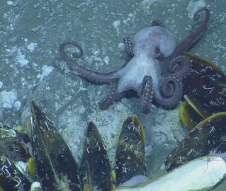 Octopus on Methane Seep