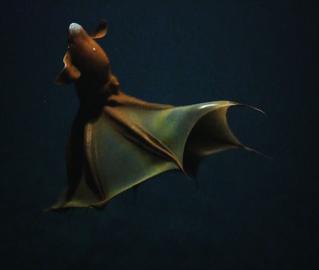 Legacy image