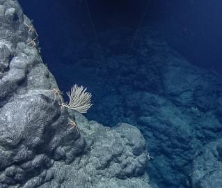 Pillow lava with one coral attached to the side