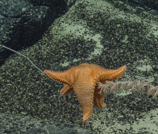 Hungry, hungry sea star eating along a stalk of coral.