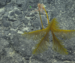 yellow crinoid with brittle stars attached