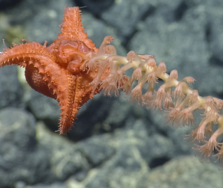 Red five-armed sea star (Evoplosoma sp.) predating on whip coral