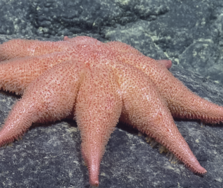 Red-purple 8-armed sea star (Asthenactis sp.) on a rock