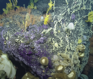 Large rock covered with bright corals and large sponges