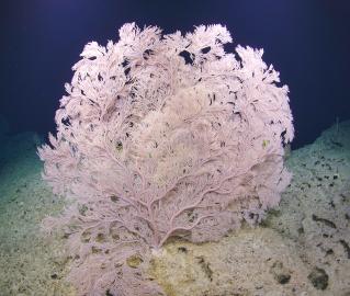 Pictured is a beautiful large Primnoidae Paracalyptrophora hawaiiensis, which is common on seamounts and is a deep-water coral species that often provides habitat for other species. 