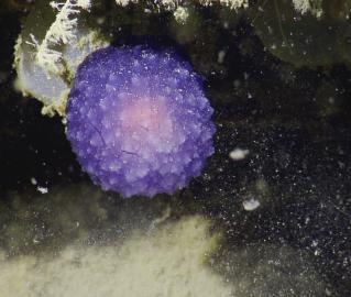 Purple orb creature