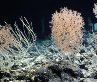 Coral