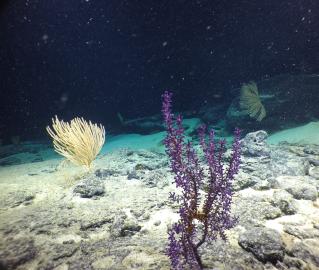 deep water corals
