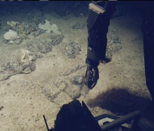 sampling new species of coral