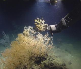 Herc sampling coral