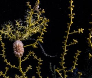 Coral and brittle star