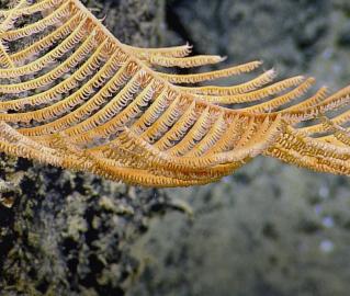 Coral