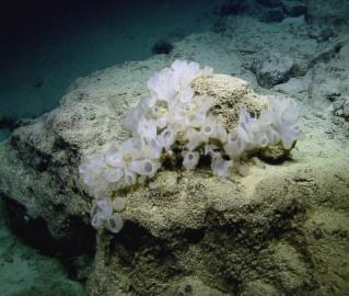Sponges
