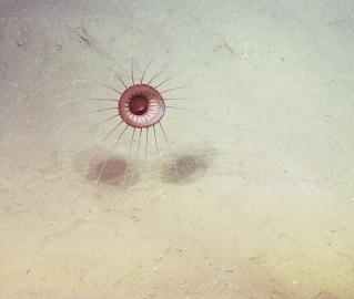 Jellyfish