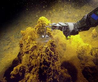 Wrath Of Khan Worm Found In Mussels Nautilus Live