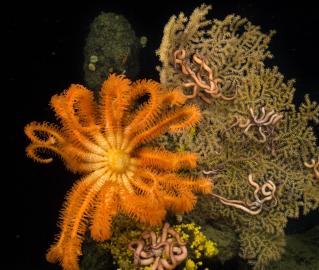 Deep sea corals
