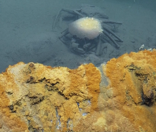 Brine pool and crab