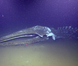 Rosebud whale fall