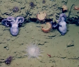 Cephalopods