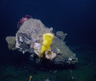 Giant sponge