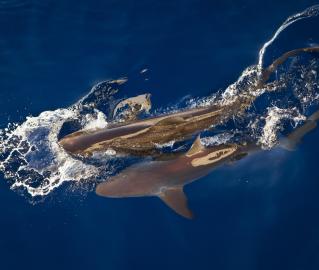 Sharks