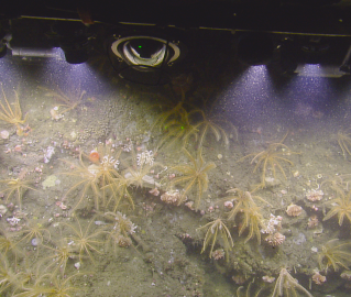 Olympic Coast wall of crinoids