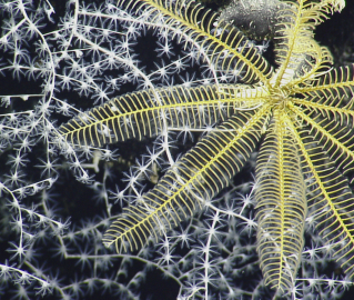 Coral