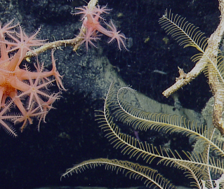 Coral