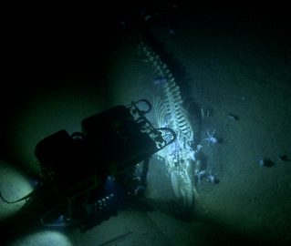 Davidson Seamount whale fall