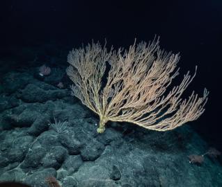 coral