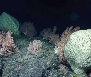 coral reef