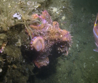 Many creatures at Heceta Bank